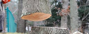 How Our Tree Care Process Works  in  Bennett, CO